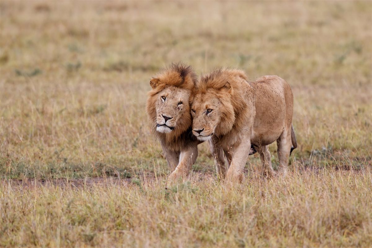 Kenya